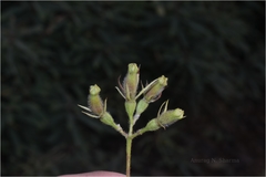 Mussaenda tomentosa